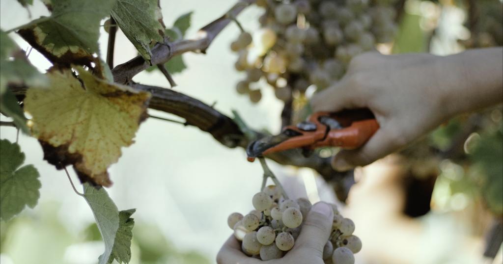 منزل الضيف لوسادا  في Quinta De Lourosa المظهر الخارجي الصورة