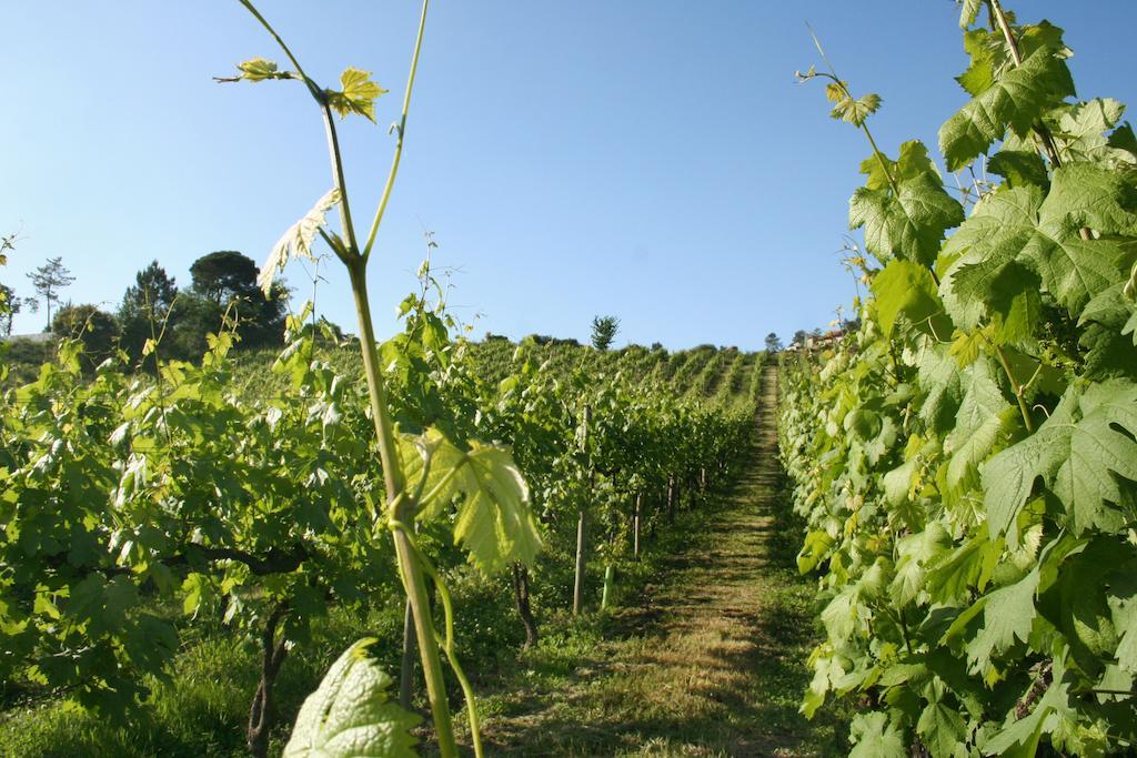 منزل الضيف لوسادا  في Quinta De Lourosa المظهر الخارجي الصورة
